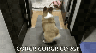 Corgi Dog Standing Under Corgi! Corgi! Corgi! GIF