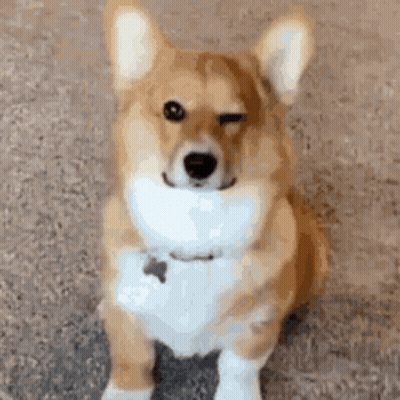 Corgi Dog Winking GIF