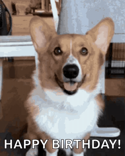 Corgi Dog With Birthday Hat Saying Happy Birthday GIF