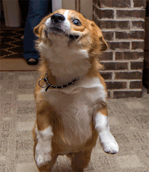 Corgi Doggo Wat GIF