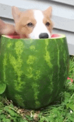 Corgi Eating Watermelon GIF
