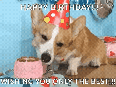 Corgi In Party Hat Eating Pink Birthday Cake GIF