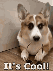 Corgi It's Cool GIF