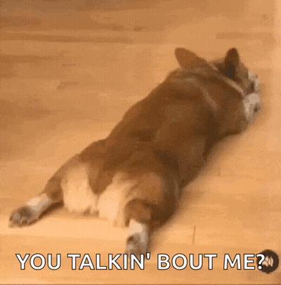 Corgi Laying On Back On Wood Floor Saying You Talkin Bout Me GIF
