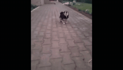 Corgi Lying On Back Saying You Talkin Bout Me GIF