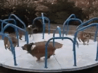 Corgi Merry Go Round Ride GIF