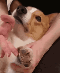 Corgi Paw Cuddle GIF