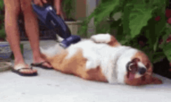 Corgi Pet Massage GIF