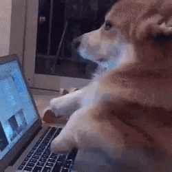 Corgi Playing Laptop GIF