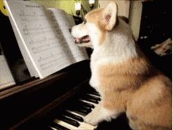 Corgi Playing Piano GIF