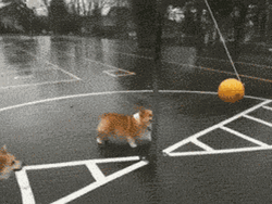 Corgi Playing Tetherball GIF