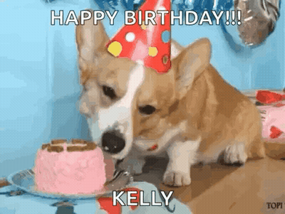 Corgi Puppy In Party Hat Eating Birthday Cake GIF
