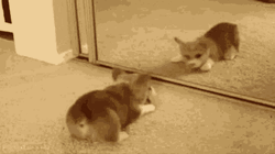 Corgi Puppy Playing Mirror GIF