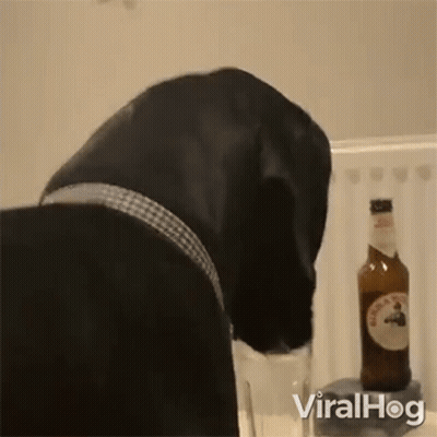 Corgi Sitting Next To Coffee Cup Saying Coffee Time GIF
