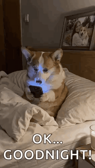 Corgi Sitting On Bed Holding Cell Phone GIF