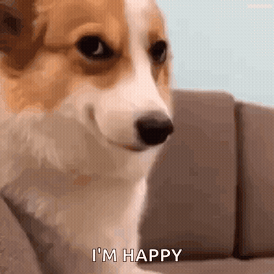Corgi Sitting On Couch Smiling Saying I'm Happy GIF