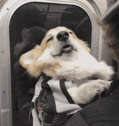 Corgi Sleeping On Train GIF