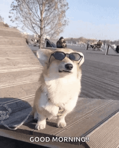 Corgi Standing On Wooden Bench With Sunglasses GIF