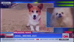 Corgi Stomping Little Feet Doge Meme GIF