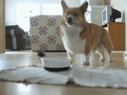Corgi Tiptoe Playing GIF