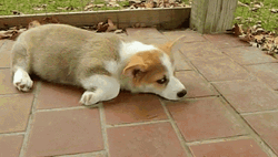 Corgi Tired Eating GIF