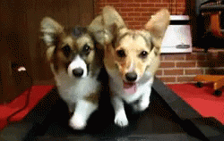 Corgi Treadmill Run GIF