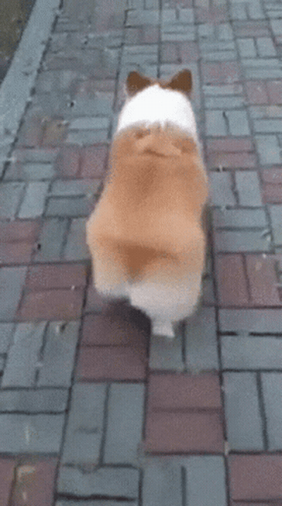 Corgi Walking Down Brick Sidewalk GIF