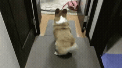 Corgi Walking Down Hallway GIF