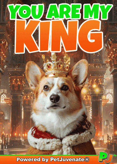 Corgi Wearing Crown Saying You Are My King GIF