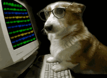 Corgi Wearing Eyeglasses Slow Hacking Animation GIF