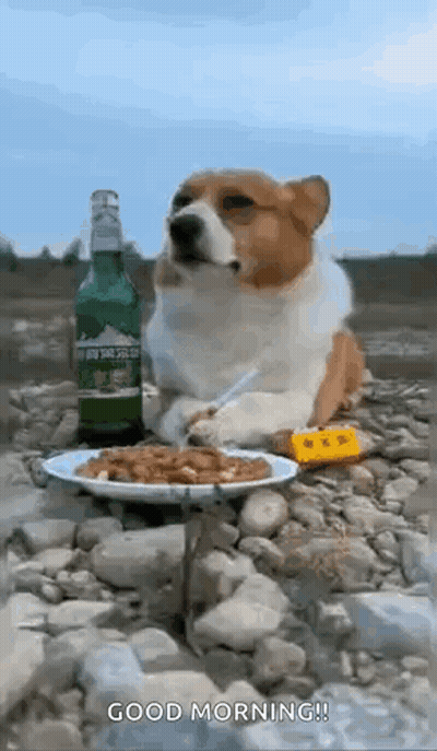 Corgi With Plate Of Food And Beer GIF