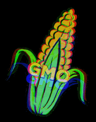 Corn Crop GMO GIF