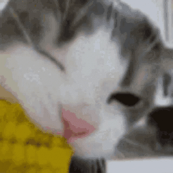 Cornhole Cat Eating Corn GIF