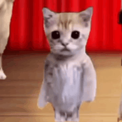 Cotillion Dancing Cat Meme GIF