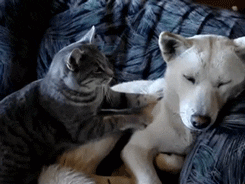 Couch Cat Massages Dog GIF