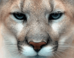 Cougar Cool Dark Shades Face App GIF