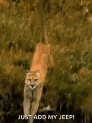 Cougar Running In Water Add My Jeep Meme GIF