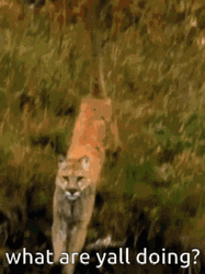 Cougar Running What You All Doing GIF