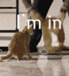 Count Me In Cat In Bag GIF