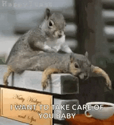 Couple Mouse Taking Care Of Each Other GIF