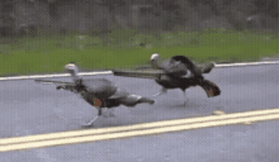 Couple Of Birds Walking Down Street GIF