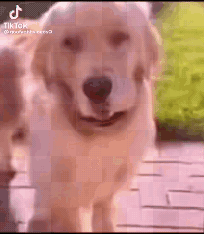 Couple Of Dogs Standing On Brick Sidewalk GIF