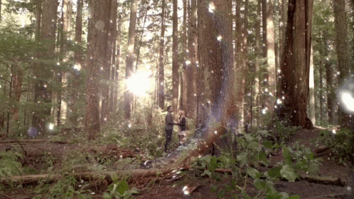 Couple Standing In Forest Surrounded By Trees GIF