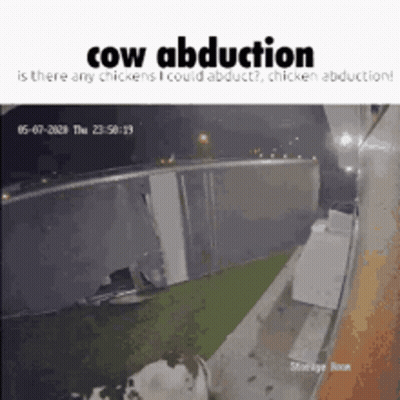 Cow Abducted By Chicken GIF