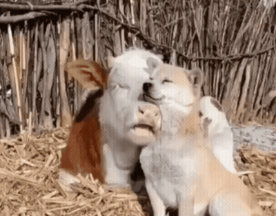 Cow And Dog Laying On Ground GIF
