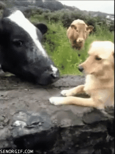 Cow And Dog Looking At Each Other GIF