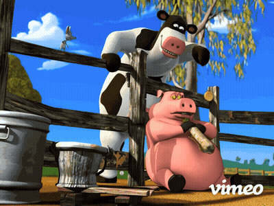 Cow And Pig Behind Fence Vimeo GIF