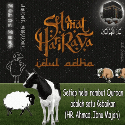 Cow And Sheep Setiap Helai Rambut Qurban GIF