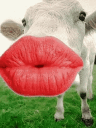 Cow Big Lips Kiss