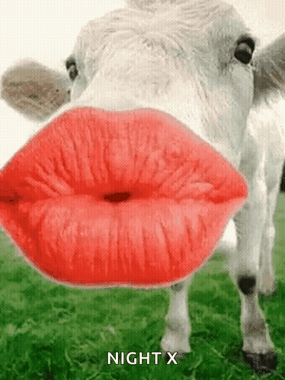 Cow Blowing Kiss With Red Lips GIF